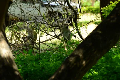 DSC_7868 (Large).JPG